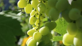 രാത്രി മേശയ്ക്ക് അടിയിലിരുന്ന് 12 മുന്തിരി കഴിച്ചാൽ ഭാ​ഗ്യം വരുമോ