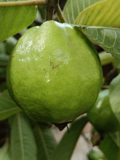 ഗര്‍ഭിണികള്‍ക്ക് പേരയ്ക്ക കഴിക്കാമോ?