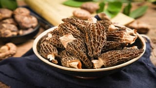 Gucci Mushrooms: മോദിയ്ക്ക് പ്രിയപ്പെട്ടവന്‍, കിലോയ്ക്ക് 40,000 രൂപ വില; കൃഷി ചെയ്താലോ?