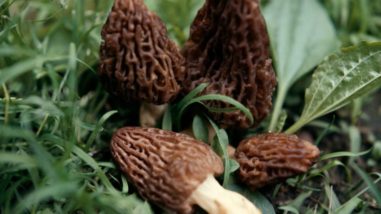 Gucci Mushrooms (4)