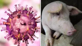 ആഫ്രിക്കൻ പന്നിപ്പനി: പന്നിയിറച്ചി കഴിക്കുന്നവർ അറിയേണ്ടതെല്ലാം