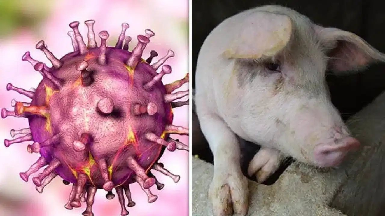 African Swine Fever: ആശങ്കയായി ആഫ്രിക്കൻ പന്നിപ്പനി: മനുഷ്യർക്ക് ഭീഷണിയാണോ? പന്നിയിറച്ചി കഴിക്കുന്നവർ അറിയേണ്ടതെല്ലാം African Swine Fever: ആശങ്കയായി ആഫ്രിക്കൻ പന്നിപ്പനി: മനുഷ്യർക്ക് ഭീഷണിയാണോ? പന്നിയിറച്ചി കഴിക്കുന്നവർ അറിയേണ്ടതെല്ലാം