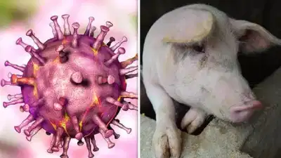 African Swine Fever: ആശങ്കയായി ആഫ്രിക്കൻ പന്നിപ്പനി: മനുഷ്യർക്ക് ഭീഷണിയാണോ? പന്നിയിറച്ചി കഴിക്കുന്നവർ അറിയേണ്ടതെല്ലാം