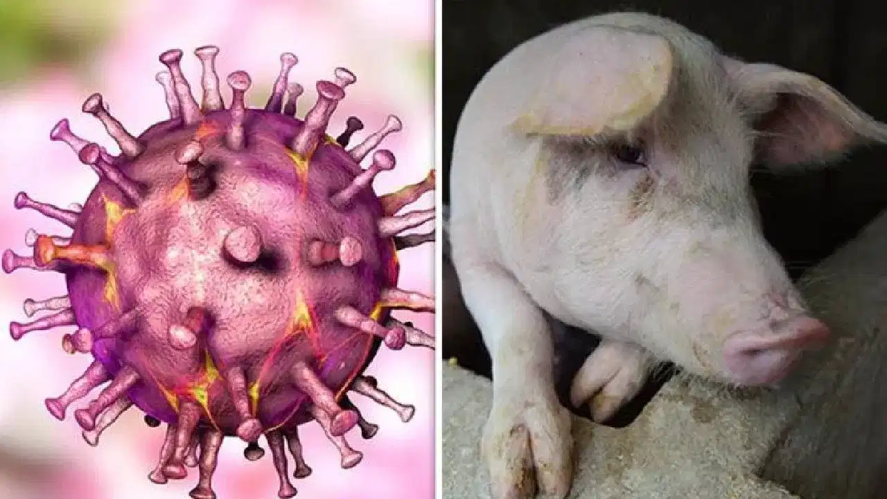 African Swine Fever: ആശങ്കയായി ആഫ്രിക്കൻ പന്നിപ്പനി: മനുഷ്യർക്ക് ഭീഷണിയാണോ? പന്നിയിറച്ചി കഴിക്കുന്നവർ അറിയേണ്ടതെല്ലാം African Swine Fever: ആശങ്കയായി ആഫ്രിക്കൻ പന്നിപ്പനി: മനുഷ്യർക്ക് ഭീഷണിയാണോ? പന്നിയിറച്ചി കഴിക്കുന്നവർ അറിയേണ്ടതെല്ലാം