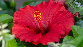 Hibiscus For Hair: എണ്ണയായും ഷാംമ്പൂവായും…; മുടിയഴകിന് ചെമ്പരത്തി ഉപയോ​ഗിക്കേണ്ടത് ഇങ്ങനെ...