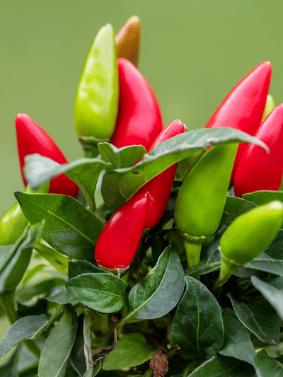 കാന്താരി മുളക് കൊളസ്ട്രോൾ കുറയ്ക്കുമോ?