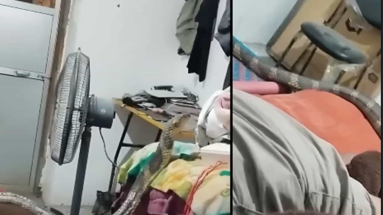 Viral Video : കണ്ണ് തുറന്നപ്പോൾ പുതപ്പിനടിയിൽ രാജവെമ്പാല; ഇത് AI ആണോ? കൺഫ്യൂഷനായെല്ലോ!