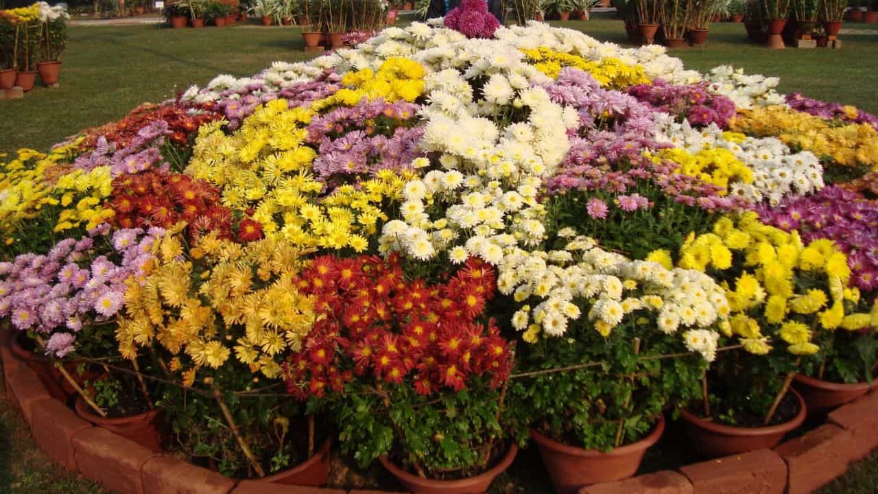 Kottayam Flower Show: കോട്ടയത്തിത് പൂക്കാലം...; വീട്ടിലിരിക്കാതെ വേ​ഗം വിട്ടോ, സമയം അറിയാം