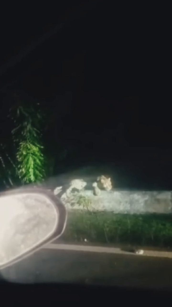 റോഡ് സൈഡിൽ പുലി