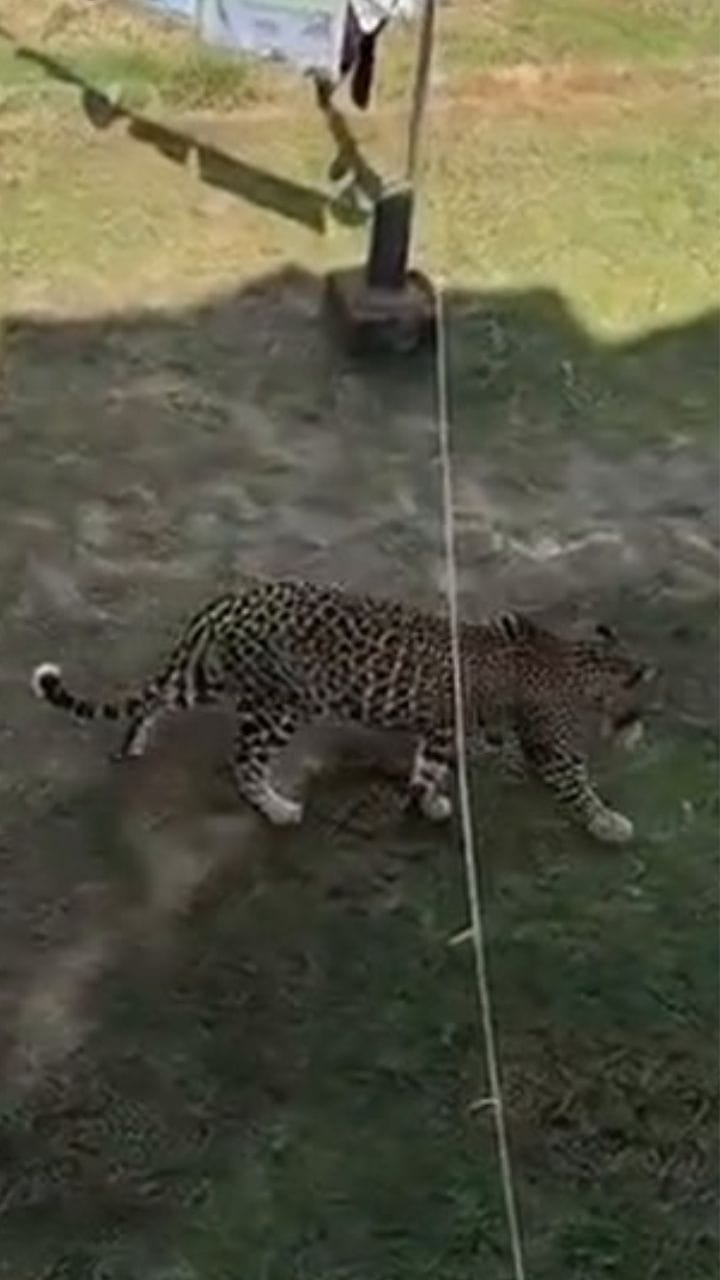 നേവൽ ബേസിലിറങ്ങിയ പുലി