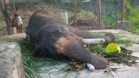 മിച്ചം വന്ന തുക കൊണ്ട് വാങ്ങിയ ആന, മുല്ലക്കൽ ബാലകൃഷ്ണൻ ചരിഞ്ഞു