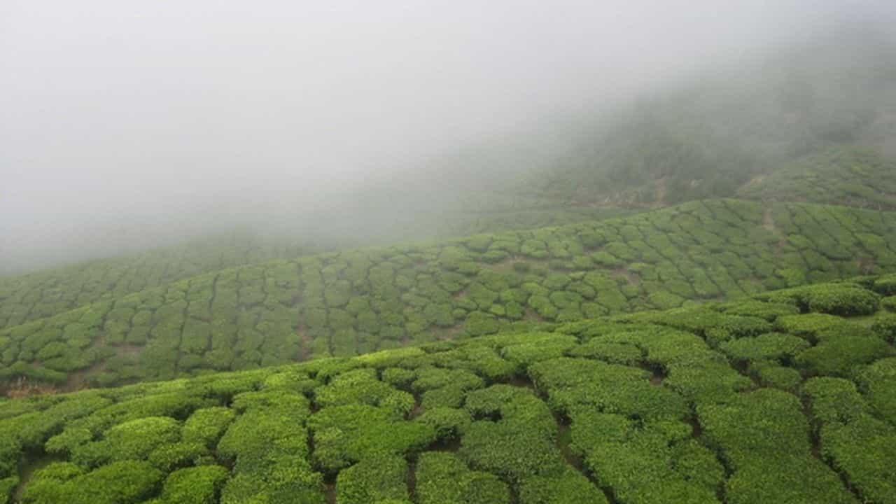 Munnar One Day Trip: ഒറ്റ ദിവസം മതി മൂന്നാർ കാണാൻ; ഈ സ്ഥലങ്ങൾ കണ്ടിട്ടുണ്ടോ Munnar One Day Trip: ഒറ്റ ദിവസം മതി മൂന്നാർ കാണാൻ; ഈ സ്ഥലങ്ങൾ കണ്ടിട്ടുണ്ടോ