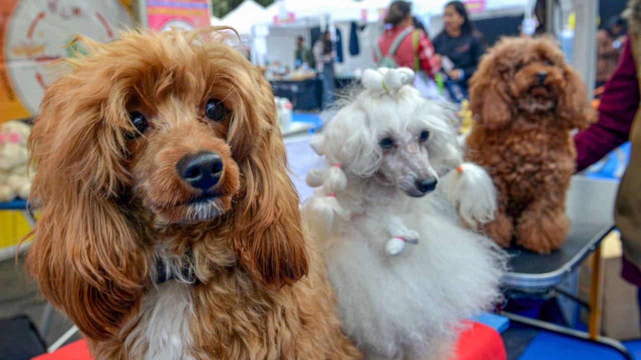 Kuwait Pet Laws: നായ്ക്കളും പൂച്ചകളും പറ്റില്ല; വാണിജ്യ ഇറക്കുമതിയ്ക്ക് കുവൈറ്റില്‍ നിരോധനം