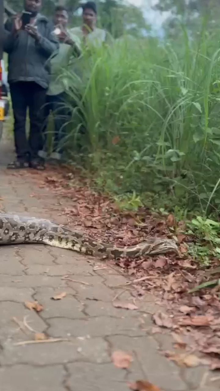 ഇരയെ വിഴുങ്ങിയ പെരുമ്പാമ്പ്