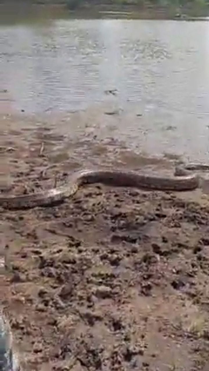 ഏഴടി നീളമുള്ള പെരുമ്പാമ്പ്