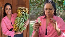 വാഴക്കുല പഴുക്കാൻ എത്ര ദിവസമെടുക്കും?