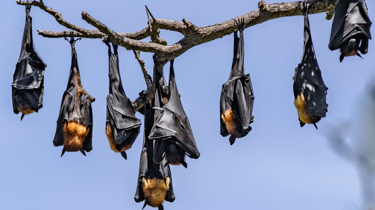 Sarasai Village Worships Bats