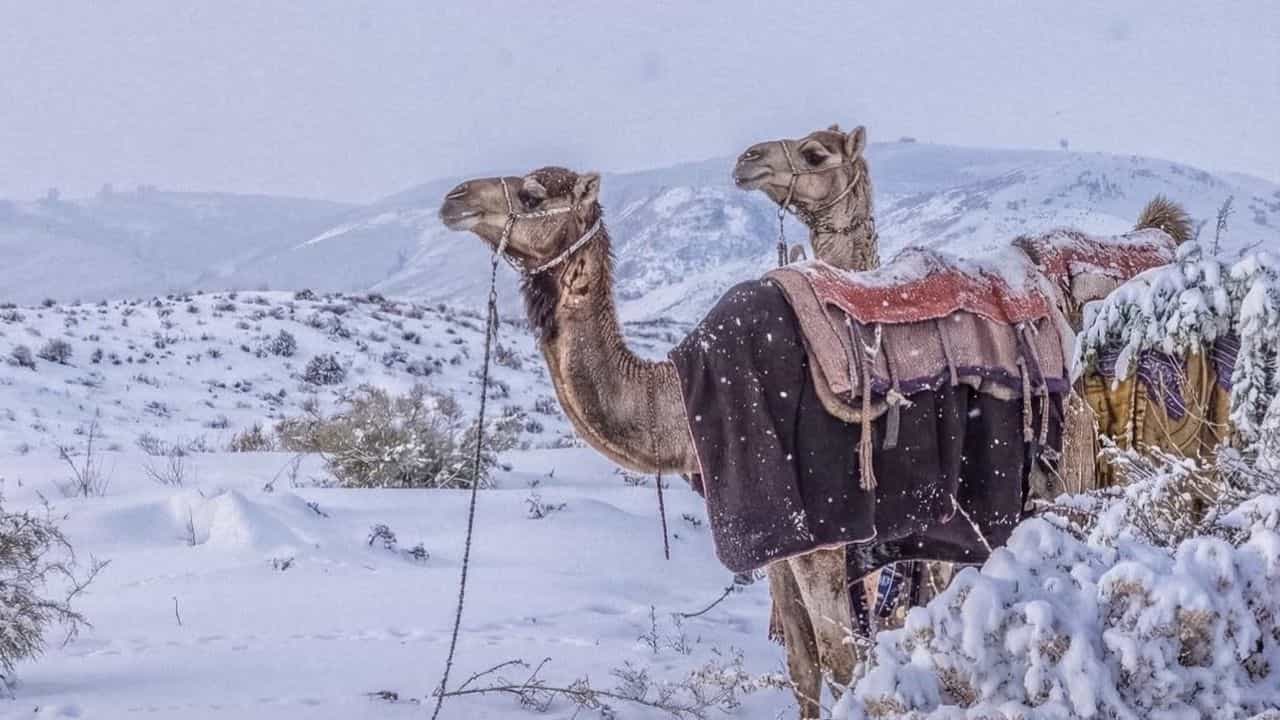 Saudi Arabia Snowfall: മഞ്ഞില്‍ കുളിച്ച് പര്‍വതങ്ങള്‍...സൗദിയില്‍ 30 വര്‍ഷത്തിന് ശേഷം ഇതാദ്യം