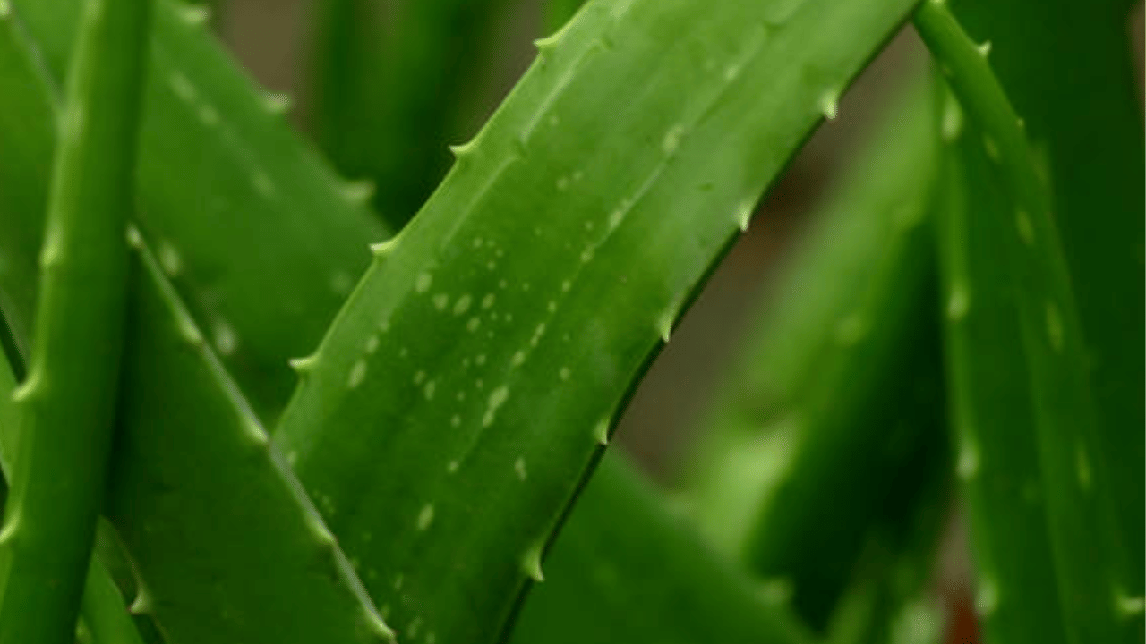 പുരികത്തിന്റെ വളർച്ചയെ സഹായിക്കുന്ന നിരവധി പോഷകങ്ങൾ കറ്റാർവാഴയിൽ അടങ്ങിയിട്ടുണ്ട്. കറ്റാർവാഴ എടുത്ത് ജെൽ വേർതിരിച്ചെടുക്കുക. ജെൽ പുരികത്തിന്റെ മുടിയിൽ ആഗിരണം ചെയ്യപ്പെടുന്നതുവരെ മസാജ് ചെയ്യുക. കുറച്ച് സമയം കഴിഞ്ഞ് കഴുകികളയാം.
