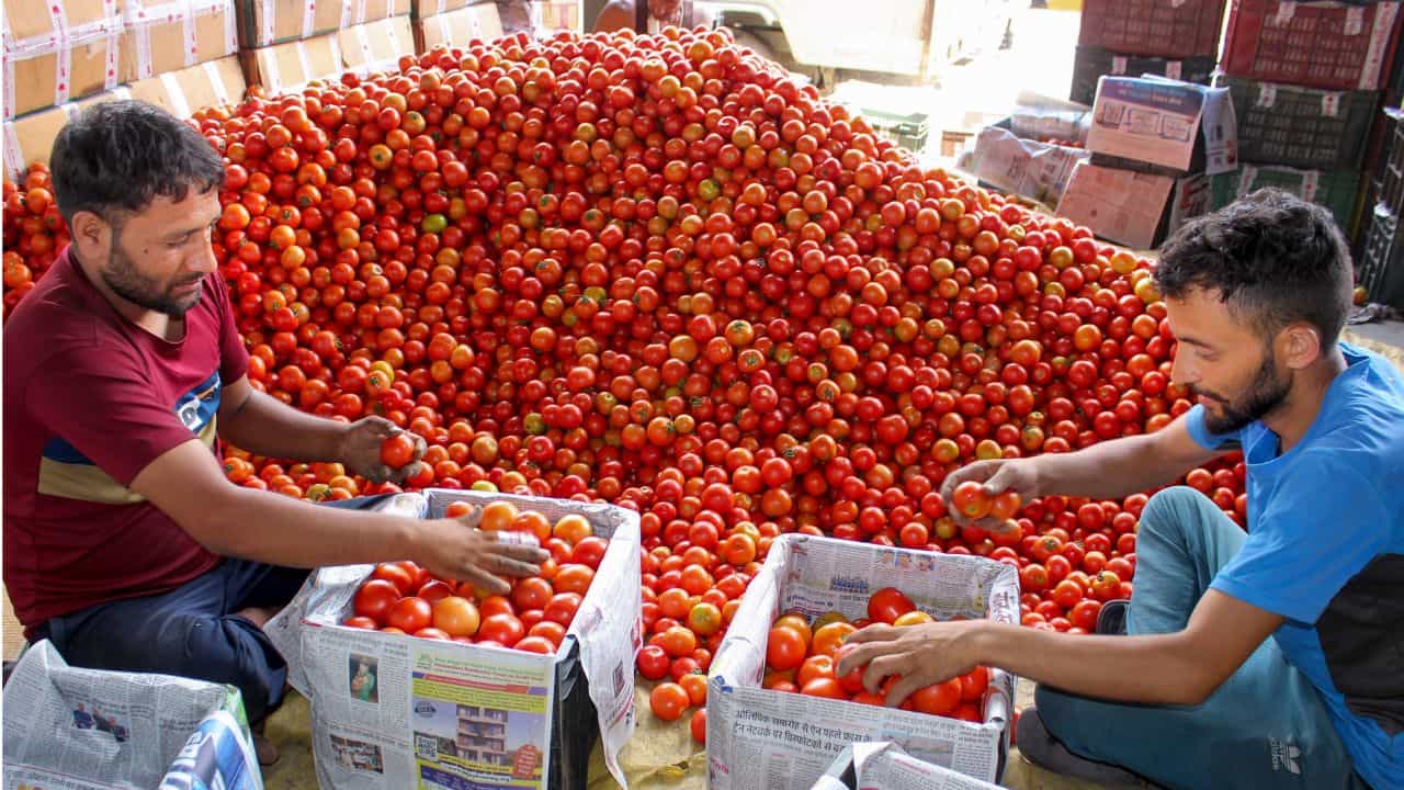 Tomato Price: കേരളത്തില് മാത്രമല്ല അങ്ങ് ബെംഗളൂരുവിലും തക്കാളിയ്ക്ക് പൊന്നുംവില; കാരണം എന്താണ്? Tomato Price: കേരളത്തില് മാത്രമല്ല അങ്ങ് ബെംഗളൂരുവിലും തക്കാളിയ്ക്ക് പൊന്നുംവില; കാരണം എന്താണ്?