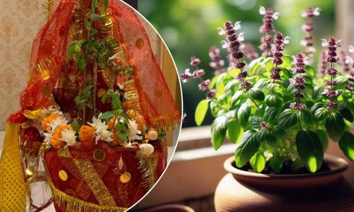 വിളക്ക് നേരിട്ട് നിലത്ത് വയ്ക്കരുത്. വിളക്ക് കൊളുത്തുന്നതിനുമുമ്പ്, അതിനടിയിൽ ഒരു ചെറിയ അരിമണികൾ കൂട്ടിയിട്ട് വയ്ക്കുക. നെല്ല് പൂർണതയെ പ്രതീകപ്പെടുത്തുന്നു. ഈ പ്രതിവിധി പിന്തുടരുന്നത് വീട്ടിൽ ഭക്ഷണത്തിനും പണത്തിനും ഒരിക്കലും ഒരു ക്ഷാമവും ഉണ്ടാകില്ലെന്ന് ഉറപ്പാക്കുന്നുവെന്നാണ് വിശ്വാസം.ശ്രദ്ധിക്കേണ്ട കാര്യം ഈ തെറ്റുകൾ വരുത്തരുത്.രാത്രിയിൽ തുളസിക്ക് സമീപം ഇരുട്ട് ഉണ്ടാകരുത്.അശുദ്ധമായ അവസ്ഥയിൽ തുളസിയിൽ തൊടരുത്.ഈ ദിവസം വീട്ടിൽ ശുചിത്വം പാലിക്കുക, ആരെയും വിമർശിക്കരുത്.(PHOTO: FACEBOOK/INSTAGRAM)