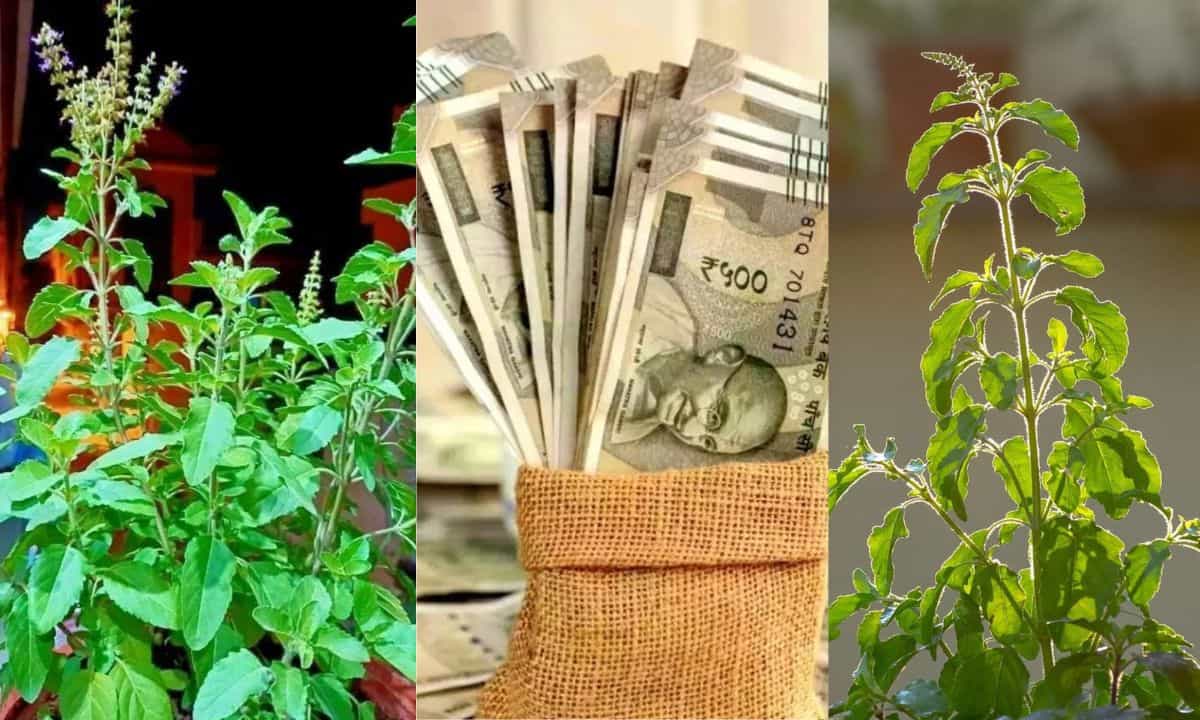 Tulsi Vastu Tips: പണം പോകുന്ന വഴി കാണില്ല! വീട്ടിൽ തുളസി ഇവിടെയാണോ? Tulsi Vastu Tips: പണം പോകുന്ന വഴി കാണില്ല! വീട്ടിൽ തുളസി ഇവിടെയാണോ?