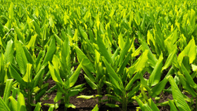 ചർമപ്രശ്നങ്ങൾക്ക് മരുന്ന് വേണ്ട, വീട്ടിലുള്ള ഒരൊറ്റ സാധനം മതി