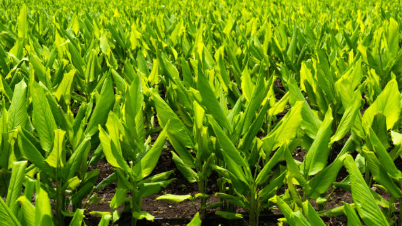 Turmeric: ചർമപ്രശ്നങ്ങൾക്ക് പലതരം മരുന്ന് വേണ്ട, വീട്ടിലുള്ള ഈ ഒരൊറ്റ സാധനം മതി Turmeric: ചർമപ്രശ്നങ്ങൾക്ക് പലതരം മരുന്ന് വേണ്ട, വീട്ടിലുള്ള ഈ ഒരൊറ്റ സാധനം മതി