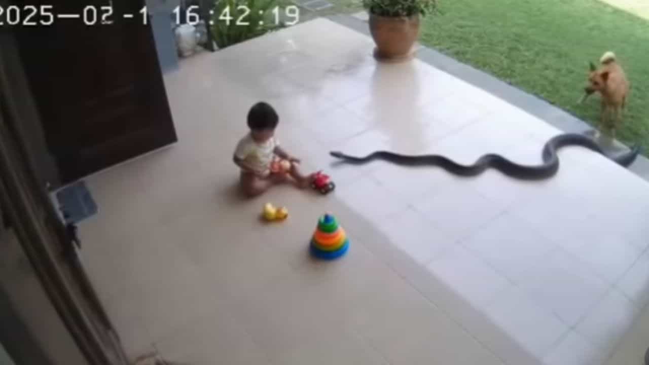Viral Video: കുഞ്ഞിനെ വിഴുങ്ങാനെത്തി ഭീമന്‍ പെരുമ്പാമ്പ്; നിസ്സഹായനായി വളര്‍ത്തുനായ