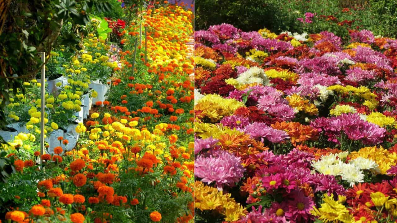 Wayanad Poopoli: വയനാടൻ പൂപ്പൊലി കാണണ്ടേ: ടിക്കറ്റ് ബുക്കിംഗ്, ബസ് സർവീസുകൾ, വിശദമായി അറിയാം