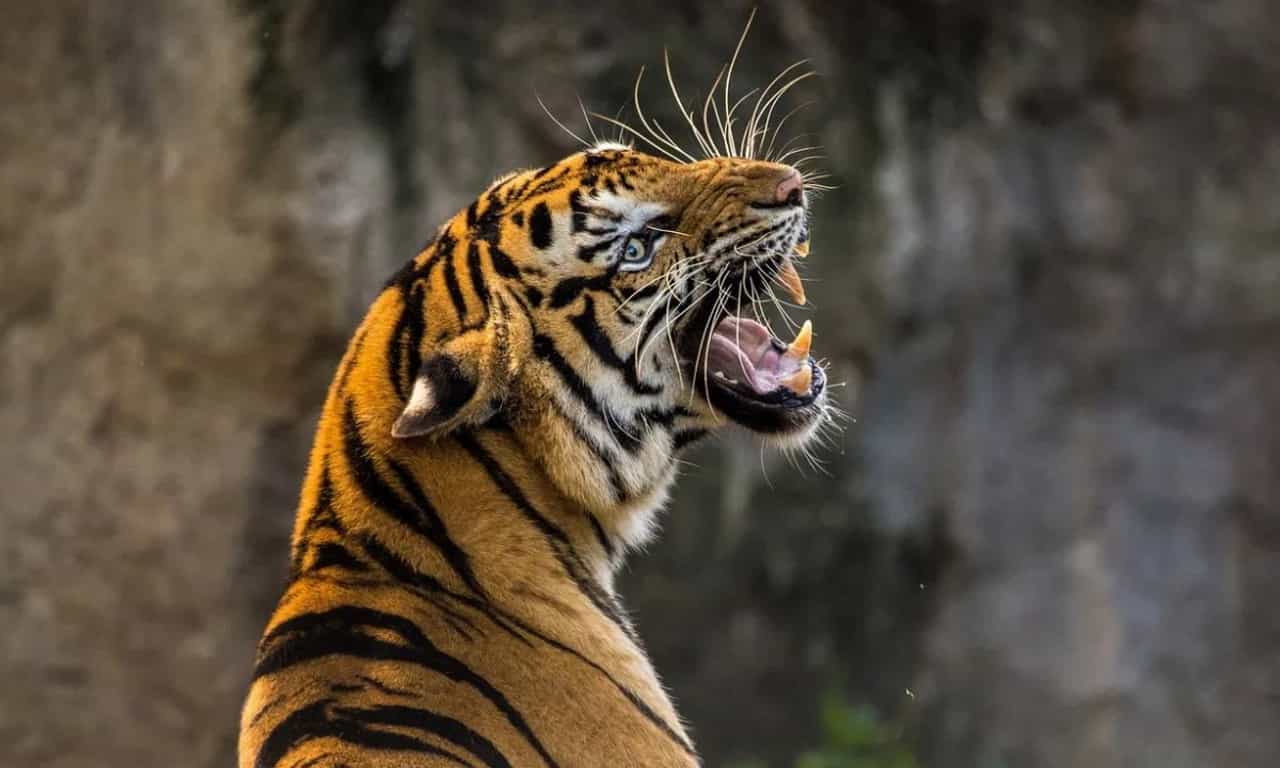 Wayanad Tiger Attack: കടുവ 62കാരനെ കൊന്നു കാട്ടിലേക്ക് വലിച്ചിഴച്ചു; വയനാട്ടിൽ വീണ്ടും ഭീതി