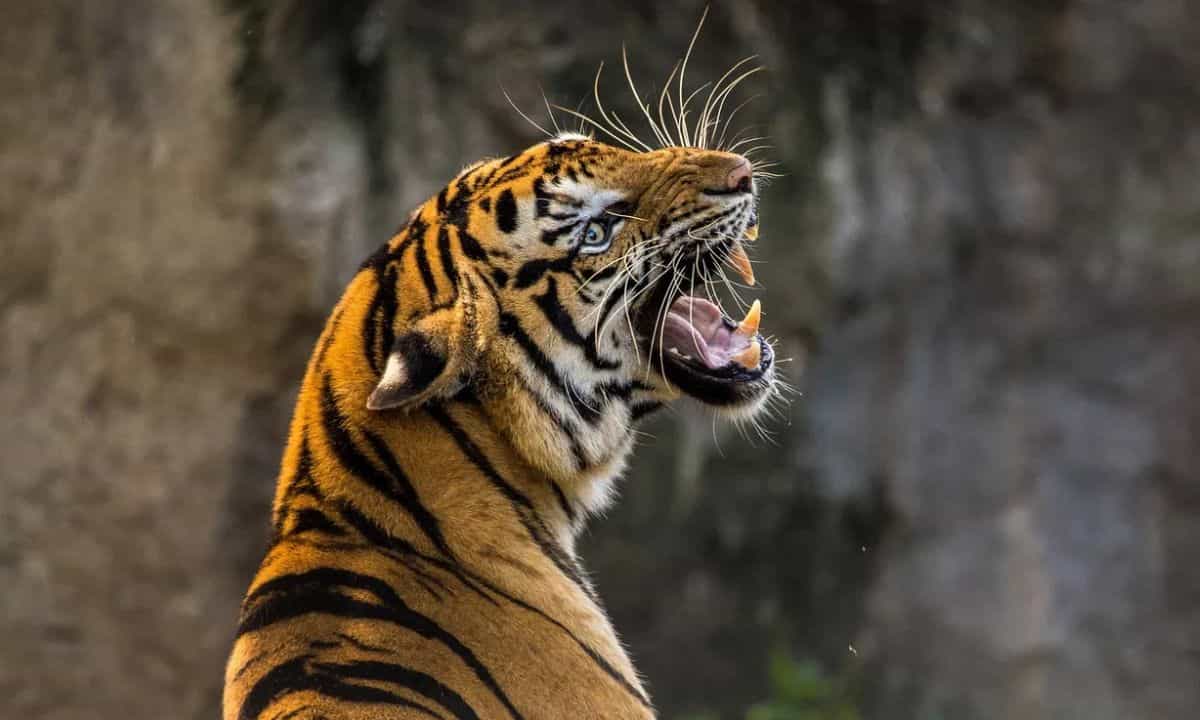 Wayanad Tiger Attack: കടുവ 62കാരനെ കൊന്നു കാട്ടിലേക്ക് വലിച്ചിഴച്ചു; വയനാട്ടിൽ വീണ്ടും ഭീതി Wayanad Tiger Attack: കടുവ 62കാരനെ കൊന്നു കാട്ടിലേക്ക് വലിച്ചിഴച്ചു; വയനാട്ടിൽ വീണ്ടും ഭീതി