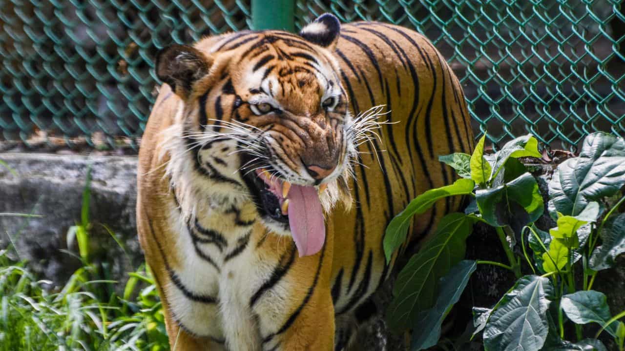 Wayanad Tiger: വയനാട്ടിലെ നരഭോജി കടുവ കൂട്ടിലായി; ആദിവാസിയായ മാരനെ കൊന്ന കടുവയെന്ന് സ്ഥിരീകരണം