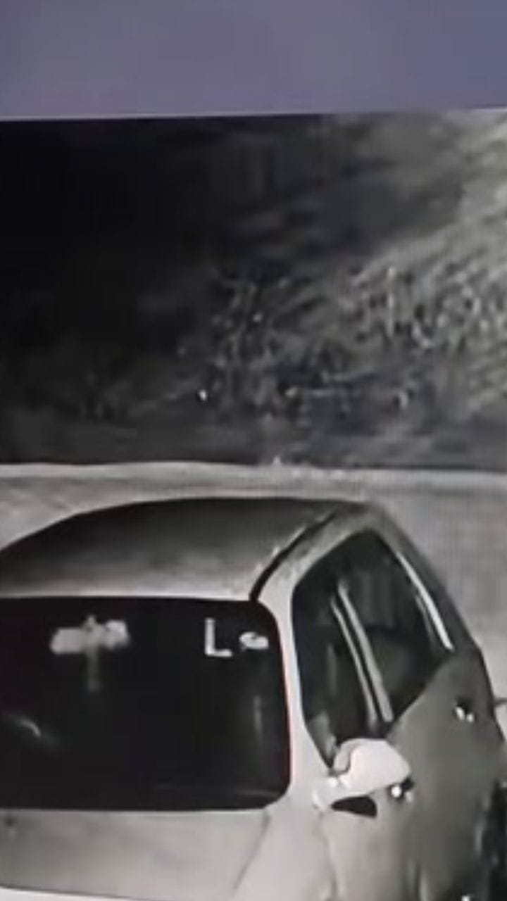 വയനാട് കമ്പളക്കാട് ഇറങ്ങിയ കാട്ടുപുച്ച