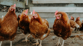 തിരുവല്ലയിൽ മുട്ട – ഇറച്ചി വില്പന നിരോധിച്ചു, കാരണമിത്...