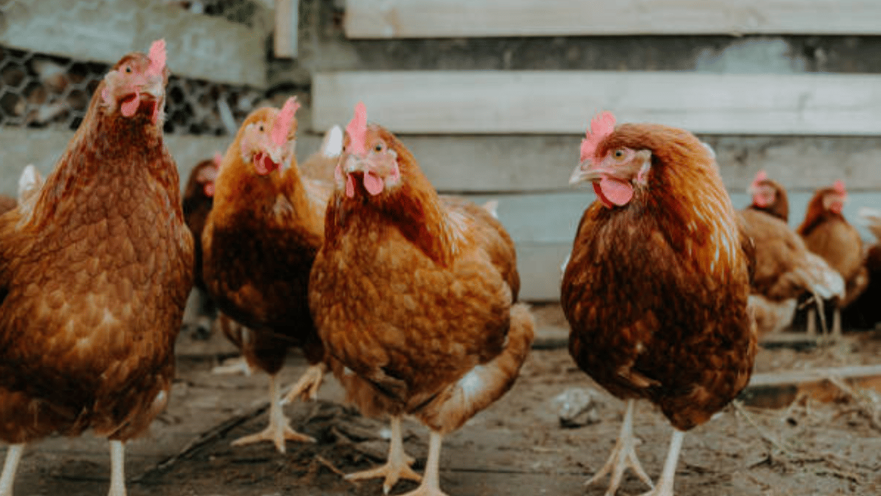 Thiruvalla: തിരുവല്ലയിൽ മുട്ട – ഇറച്ചി വില്പന നിരോധിച്ചു, കാരണമിത്...