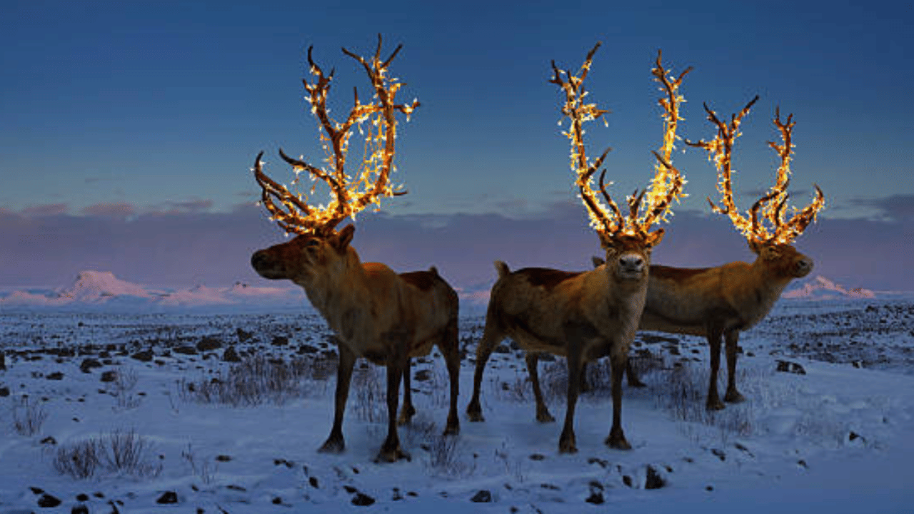 ശാന്തിയുടെയും സമാധാനത്തിന്റെയും ഒരു ​ക്രിസ്മസ് കാലം കൂടി ആ​ഗതമായി. നക്ഷത്രങ്ങൾ തൂക്കിയും പുൽക്കൂടുകൾ നിർമ്മിച്ചും നമ്മളോരോരുത്തരും ക്രിസ്മസ് ആഘോഷിക്കുകയാണ്. എന്നാൽ ലോകത്ത് എല്ലായിടത്തും ക്രിസ്മസ് ആഘോഷം ഒരുപോലെയാണോ? ചില വെറൈറ്റി ആഘോഷങ്ങളെ കുറിച്ച് അറിഞ്ഞാലോ....

