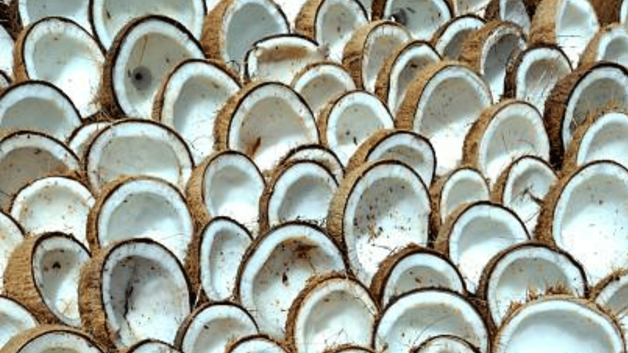 തമിഴ്നാടിനൊപ്പം കേരളത്തിലും കൊപ്ര വില കുറയുന്നുണ്ട്. കേരളത്തിലേക്ക് കൊപ്ര കൂടുതലായി അയല്‍സംസ്ഥാനങ്ങളില്‍ നിന്നാണ് എത്തുന്നത്. അതിനാൽ തമിഴ്‌നാട് വിപണിയേക്കാൾ ഇവിടെ വില അധികമായിരിക്കും. നിലവിൽ കിലോഗ്രാമിന് 196 രൂപയാണ് വില. (Image Credit: Getty Images)