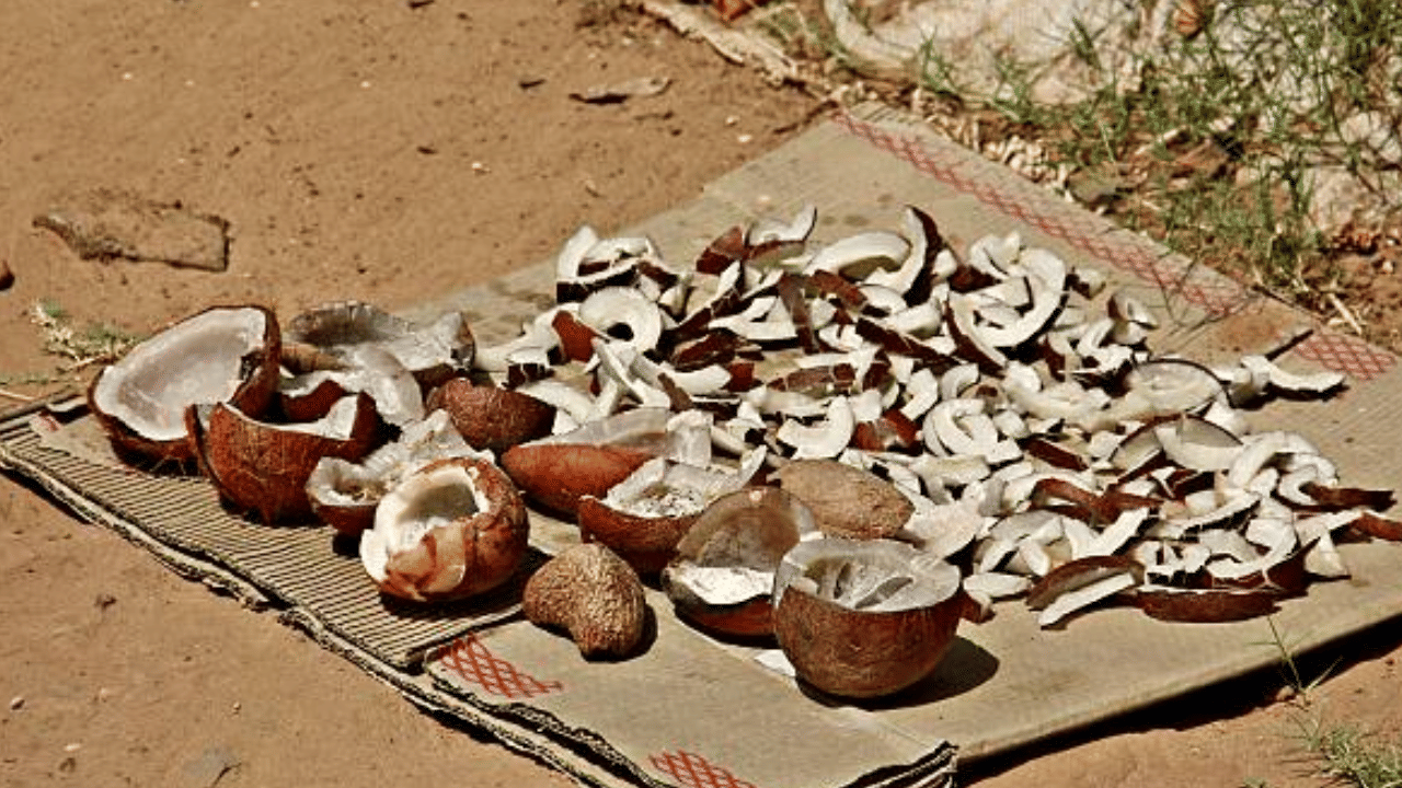 അതേസമയം, തമിഴ്നാട്ടിലും കൊപ്ര വില കുറയുന്നുണ്ട്. കിലോഗ്രാമിന് 172 രൂപയാണ് നിലവിലെ വില. മുന്‍ദിവസത്തേക്കാള്‍ കിലോഗ്രാമിന് അഞ്ചുരൂപയോളം കുറഞ്ഞു. ഉത്പാദനം വര്‍ധിച്ചതോടെ വരുംദിവസങ്ങളിൽ കൂടുത‌ൽ കൊപ്ര വിപണിയിലേക്ക് എത്തുമെന്നാണ് പ്രതീക്ഷ. (Image Credit: Getty Images)