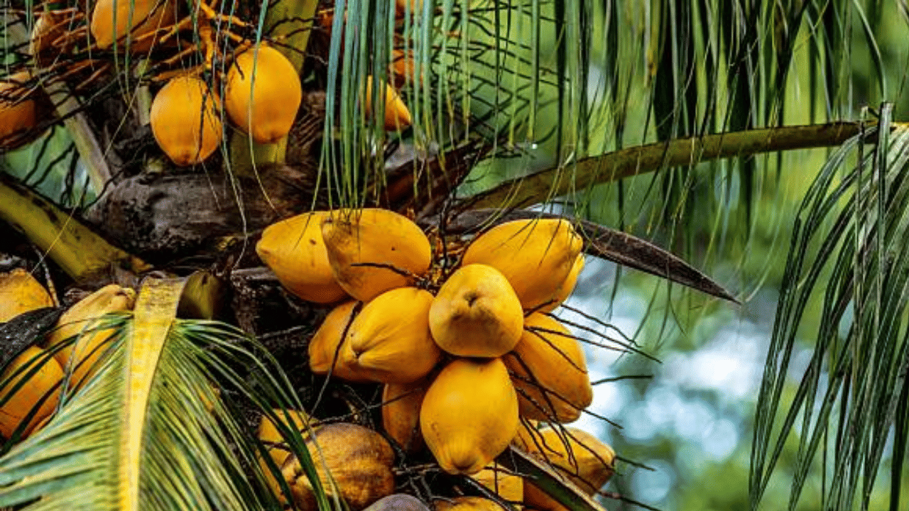 തേങ്ങ വിലയിലും വൻ ഇടിവാണ് സംഭവിച്ചത്. ഒരു മാസം കൊണ്ട് 17 രൂപയാണ് കുറഞ്ഞത്. നവംബർ പകുതിയോടെയാണ് വില കുറഞ്ഞ് തുടങ്ങിയത്. നവംബറിൽ അഞ്ച് രൂപ കുറഞ്ഞ് 65-ലെത്തിയിരുന്നു. നവംബർ 30-ന് വീണ്ടും മൂന്നുരൂപ കുറഞ്ഞ് 62 രൂപയിലെത്തി. (Image Credit: Getty Images)