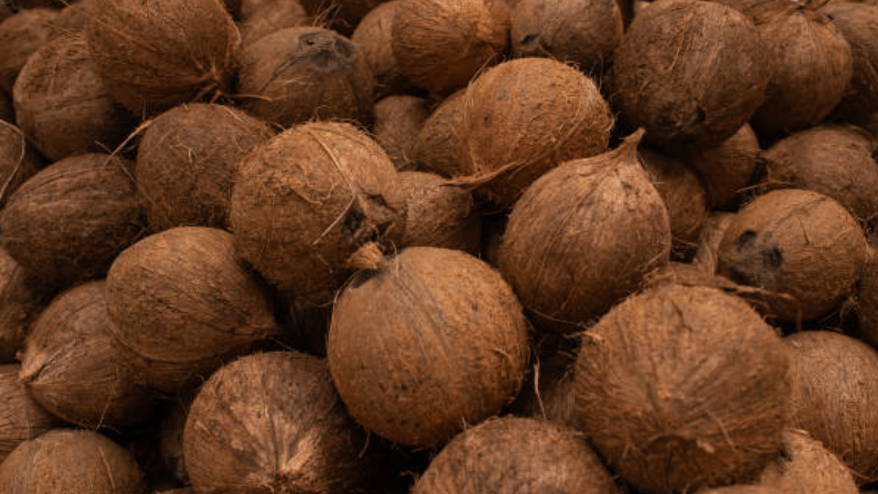 അതേസമയം വെളിച്ചെണ്ണ വില ഇനിയും താഴ്ന്നേക്കുമെന്നാണ് വിലയിരുത്തൽ. മൂന്നൂറ് രൂപയിലും വില താഴുമെന്ന് വ്യാപാരികൾ പറയുന്നു. തമിഴ്നാട്, കർണാടക സംസ്ഥാനങ്ങളിൽ വരും ദിവസങ്ങളിൽ കൊപ്ര മാർക്കറ്റിൽ കൂടുതലായി എത്തുന്നതോടെ വെളിച്ചെണ്ണ വില ഇനിയും കുറയാൻ സാദ്ധ്യതയുണ്ട്.
