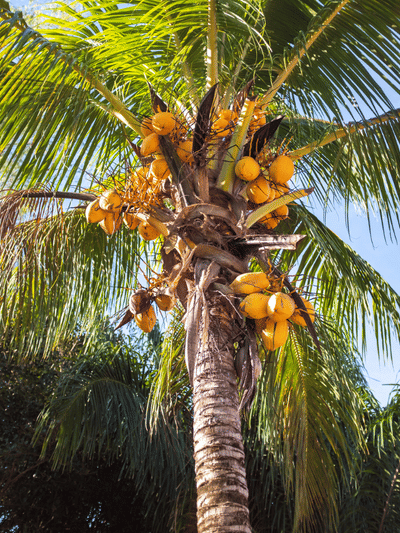 വീടിന് മുമ്പിൽ തെങ്ങ് ഉണ്ടെങ്കിൽ ദോഷമോ?
