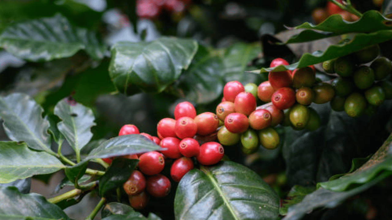 Coffee Price: വൻ ഇടിവിൽ കാപ്പി വില, ക്വിറ്റലിന് 10,000 രൂപയുടെ കുറവ്; നേട്ടമുണ്ടാക്കി കയറ്റുമതി മേഖല