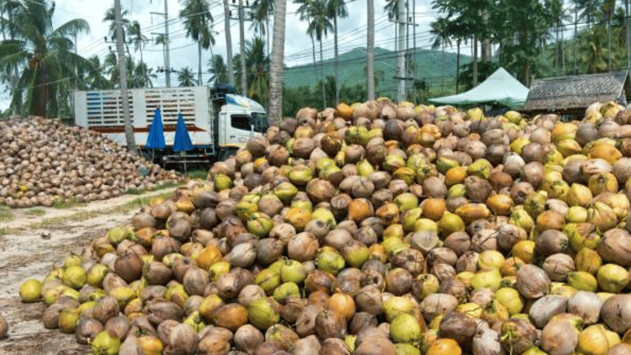 കേരളത്തിൽ തേങ്ങ ഉൽപാദനം വർദ്ധിച്ചതും അയൽസംസ്ഥാനങ്ങളിൽ നിന്ന് വൻതോതിൽ കൊപ്ര കേരളത്തിലേക്കെത്തിയതുമാണ് വില ഇടിവിന് കാരണം. ഓണക്കാലത്ത് ഒരുലിറ്റർ വെളിച്ചെണ്ണയ്ക്ക് 500 രൂപയ്ക്ക് മുകളിലായിരുന്നു വില.
