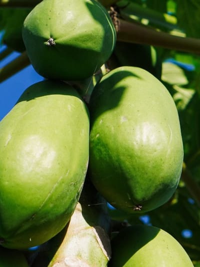 പ്രമേഹ രോ​ഗികൾക്ക് പച്ച പപ്പായ കഴിക്കാമോ?