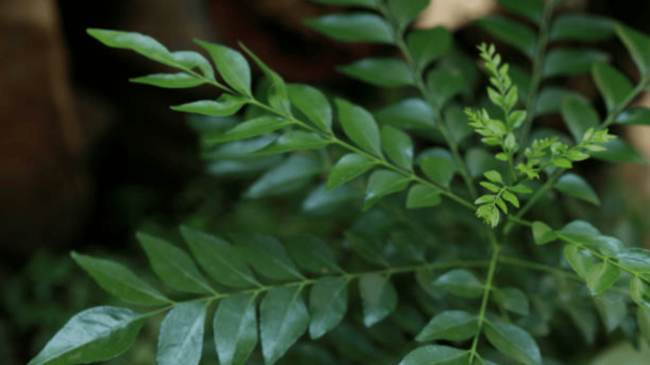Curry Leaves: കറിവേപ്പില വെറുതെ കളയല്ലേ, പ്രമേഹം മാറ്റാൻ ഇതിലും വലിയ മരുന്നില്ല! Curry Leaves: കറിവേപ്പില വെറുതെ കളയല്ലേ, പ്രമേഹം മാറ്റാൻ ഇതിലും വലിയ മരുന്നില്ല!