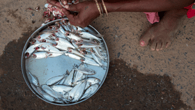 Fish Waste Water: മീൻ കഴുകിയ വെള്ളം കളയേണ്ട, പകരം ഇങ്ങനെ ചെയ്യൂ…അത്ഭുതപ്പെടുത്തും ഗുണങ്ങൾ...