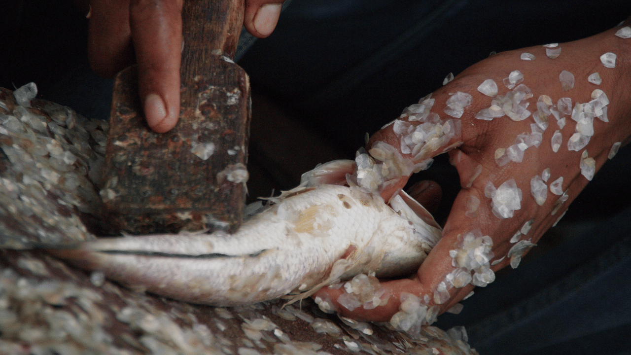 നട്ട ചെടികളിൽ ഇടയ്ക്ക് മീൻ കഴുകിയ വെള്ളം ഒഴിച്ച് കൊടുക്കാം. വേര് പൊട്ടാതെ ചെടിയുടെ ചുവട്ടിൽ കുഴി കുഴിച്ചിട്ട് വേണം ഇത്തരത്തിൽ വെള്ളം ഒഴിക്കാൻ. ഇത് ചെടിക്ക് ഗുണം ചെയ്യുന്നു. (Image Credit: Getty Images)
