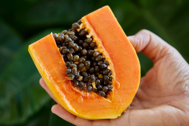 ദഹനപ്രശ്നങ്ങൾ ഉണ്ടാകുമ്പോൾ നമ്മൾ ആശ്രയിക്കുന്നത് പഴങ്ങളെയാണ്. പപ്പായ, തണ്ണിമത്തൻ, വാഴപ്പഴം, കിവി തുടങ്ങിയ പഴങ്ങളാണ് ഏറ്റവും കൂടുതൽ ആശ്രയിക്കുന്നത്. കൂടാതെ ഭക്ഷണത്തിനുശേഷം വയറു വീർക്കുന്നതും ഇവ കഴിക്കുന്നതിലൂടെ തടയാനാകും. അങ്ങനെയെങ്കിൽ കിവിയോ പപ്പായയോ നിങ്ങളുടെ ദഹനപ്രശ്നങ്ങൾക്ക് കൂടുതൽ ​ഗുണകരമാകുന്നതെന്ന് നോക്കാം. (Image Credits: Getty Images)
