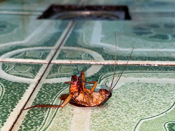 ഭക്ഷണ വസ്തുക്കൾ ഒരിക്കലും തുറന്നു വയ്ക്കരുത്. അവ എയർടൈറ്റ് കണ്ടെയ്നറുകളിലാക്കി സൂക്ഷിക്കുക. ഒരു പാറ്റയെ കണ്ടാൽ അവയെ നിസാരമായി കാണരുത്. അവയെ കൊല്ലാതെ വിട്ടാൽ വീട്ടും പെരുകാനുള്ള സാധ്യത കൂടുതലാണ്. പകൽ സമയത്ത് പാറ്റകളെ കാണുകയോ, വൃത്തിയാക്കിയിട്ടും വീണ്ടും കാണുകയോ ചെയ്താൽ, വിദഗ്ദ്ധ സഹായം തേടുക. 
